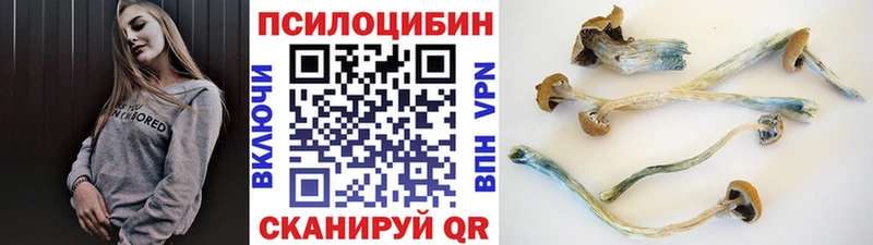 купить закладку Черемхово Псилоцибиновые грибы Psilocybe